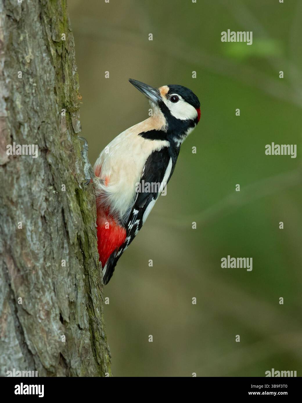 Il picchio maculato (Dendrocopos Major) è un picchio di medie dimensioni con pied piumaggio bianco e nero e una toppa rossa sulla parte inferiore della pancia. Foto Stock