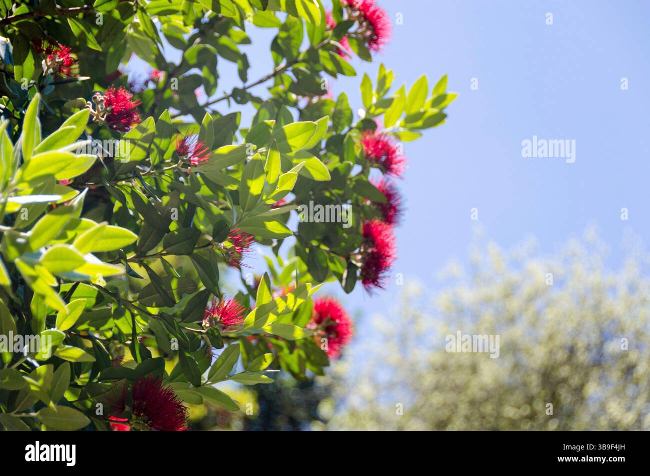 Albero di Natale della nuova Zelanda nel Golden Gate Park Foto Stock