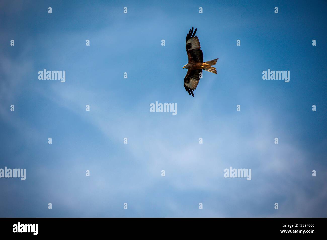 Un aquilone rosso gira intorno all'Elba. Appartiene alla famiglia degli uccelli Harbicht. Foto Stock