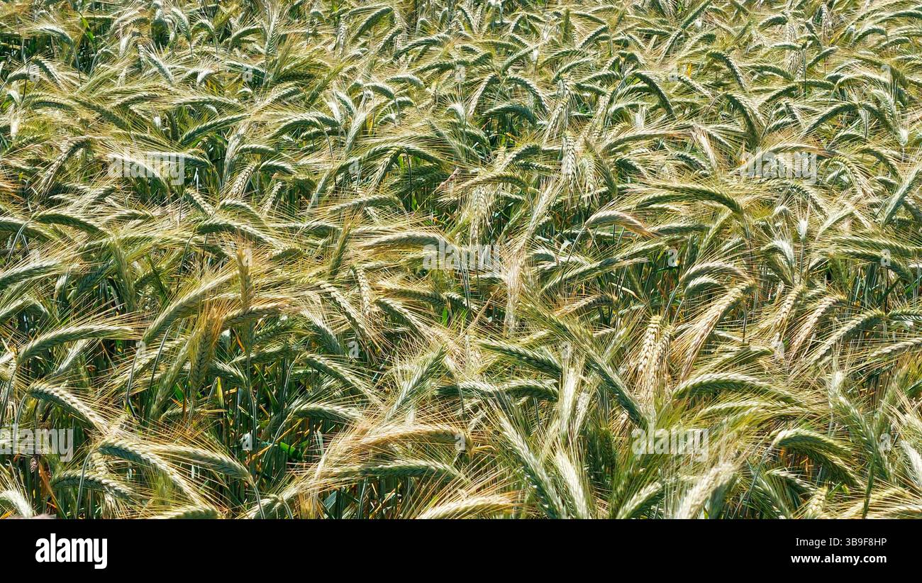 Campo con orzo verde Foto Stock