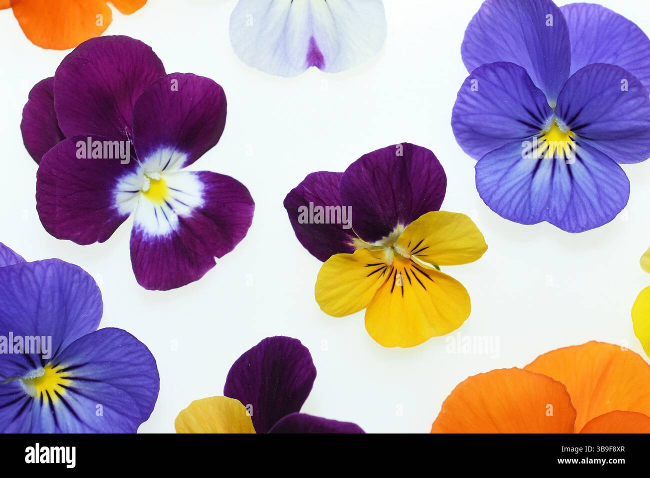 Colorate viola corna su sfondo bianco Foto Stock