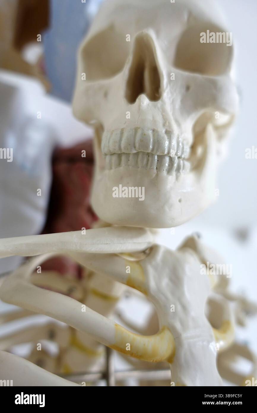 Modello di un cranio Foto Stock