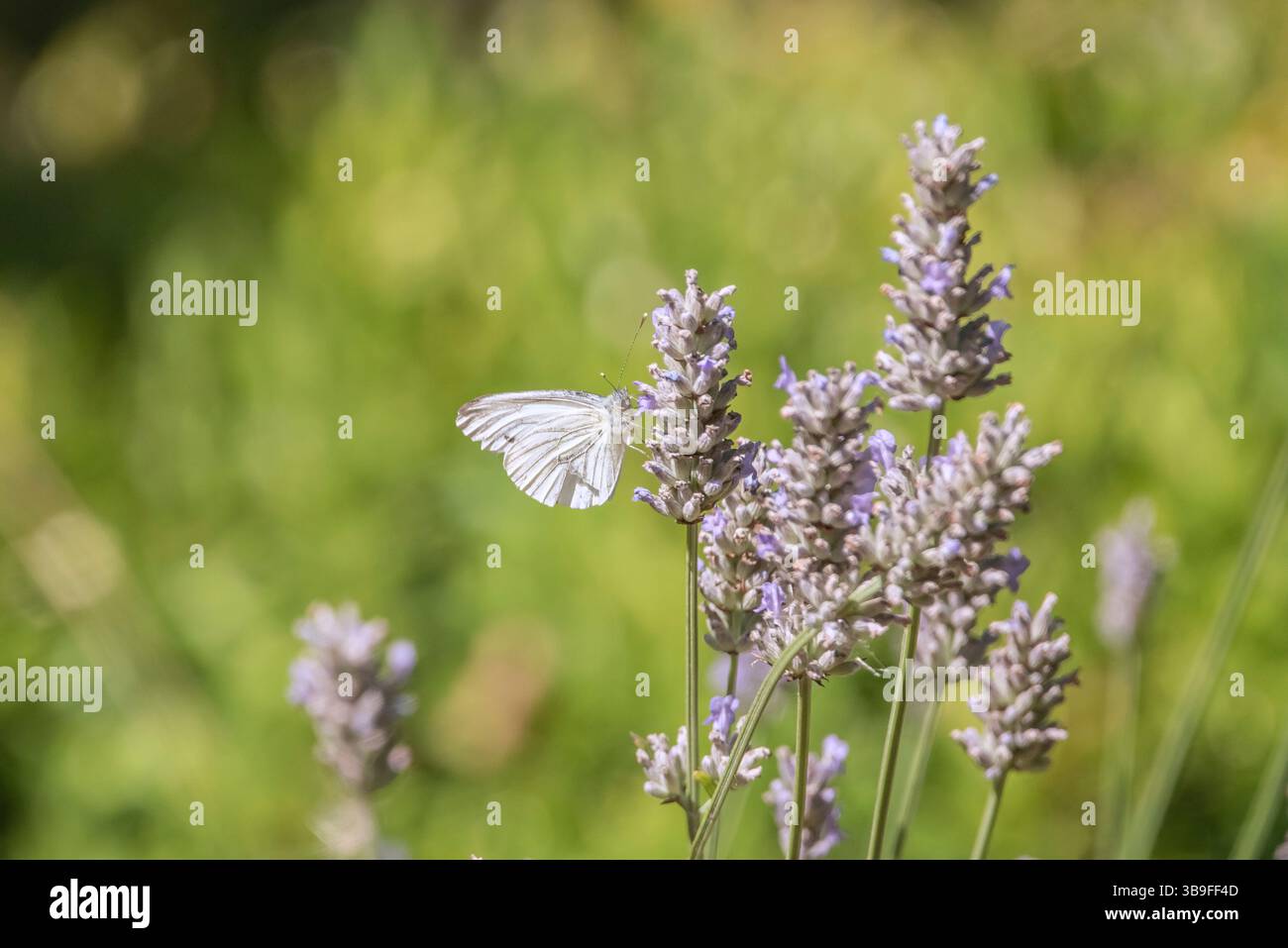 Farfalla bianca di cavolo alla fioritura della lavanda Foto Stock