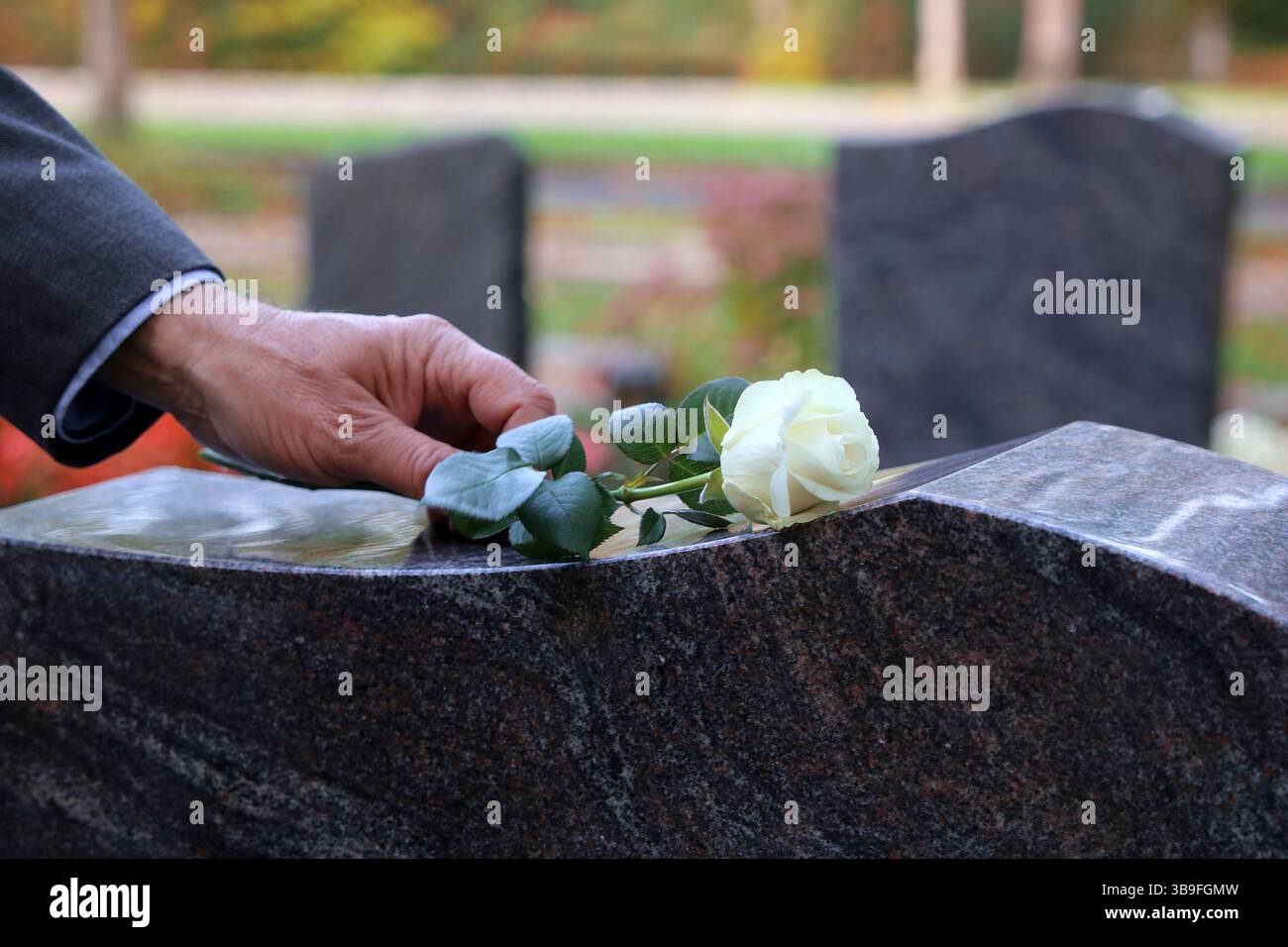 Una rosa bianca come segno di lutto Foto Stock