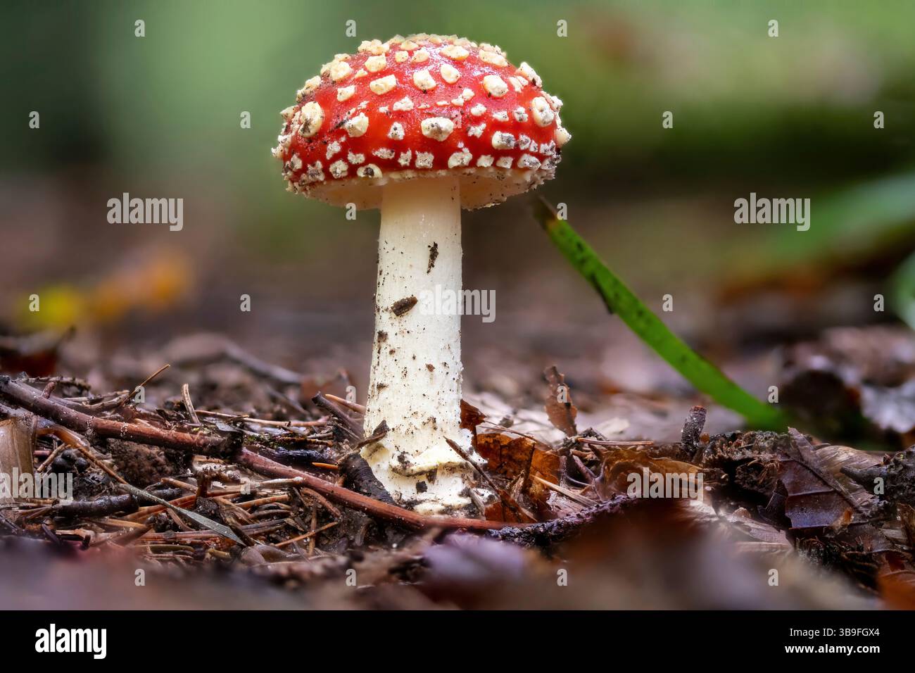 Una giovane mosca agarica sul fondo della foresta Foto Stock