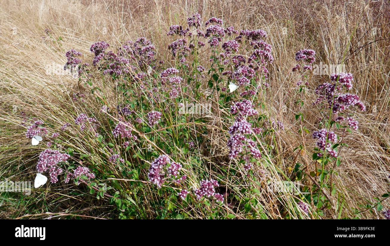 Maggiorana selvatica, origano Foto Stock