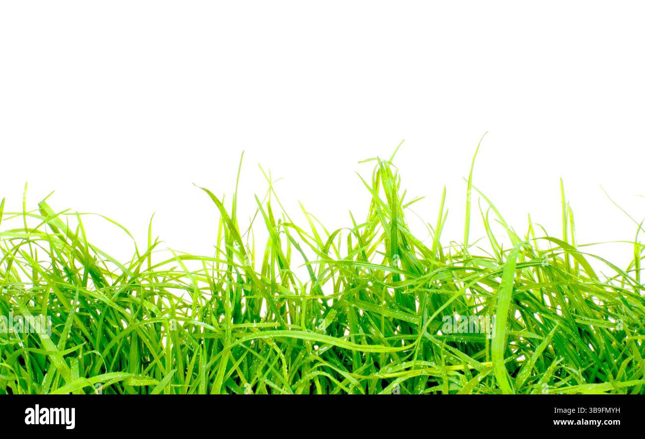 Lame verdi fresche di erba con gocce d'acqua Foto Stock