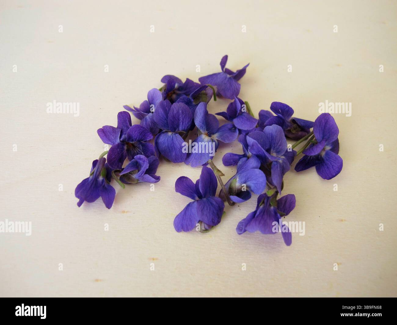 Viola profumata, fiori della viola profumata su un asse di legno Foto Stock