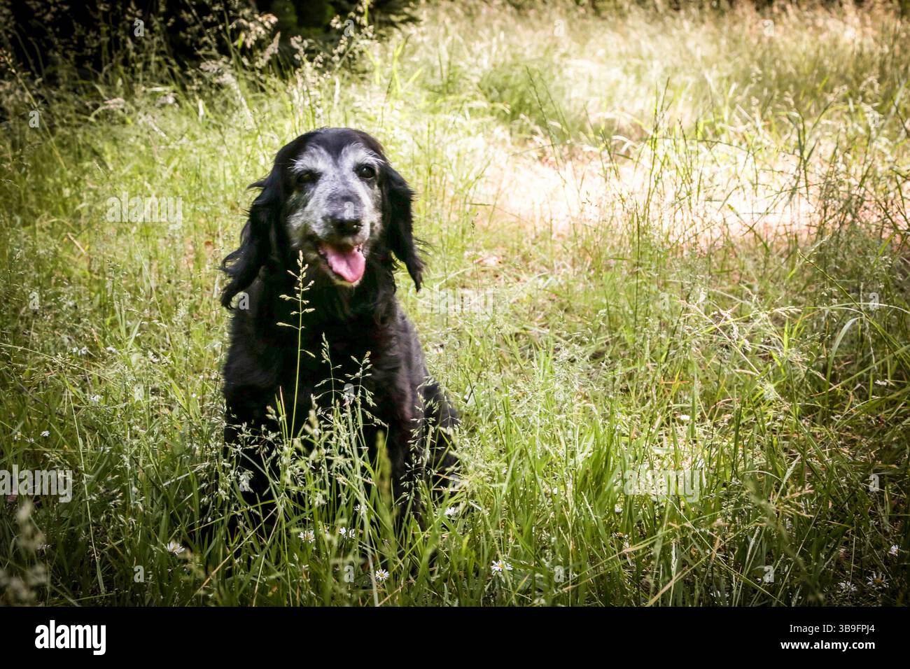 Un'anziana femmina con un volto in grigio e pelliccia nera, razza Cocker Spaniel. Tiro all'aperto, estate, erba. Foto Stock