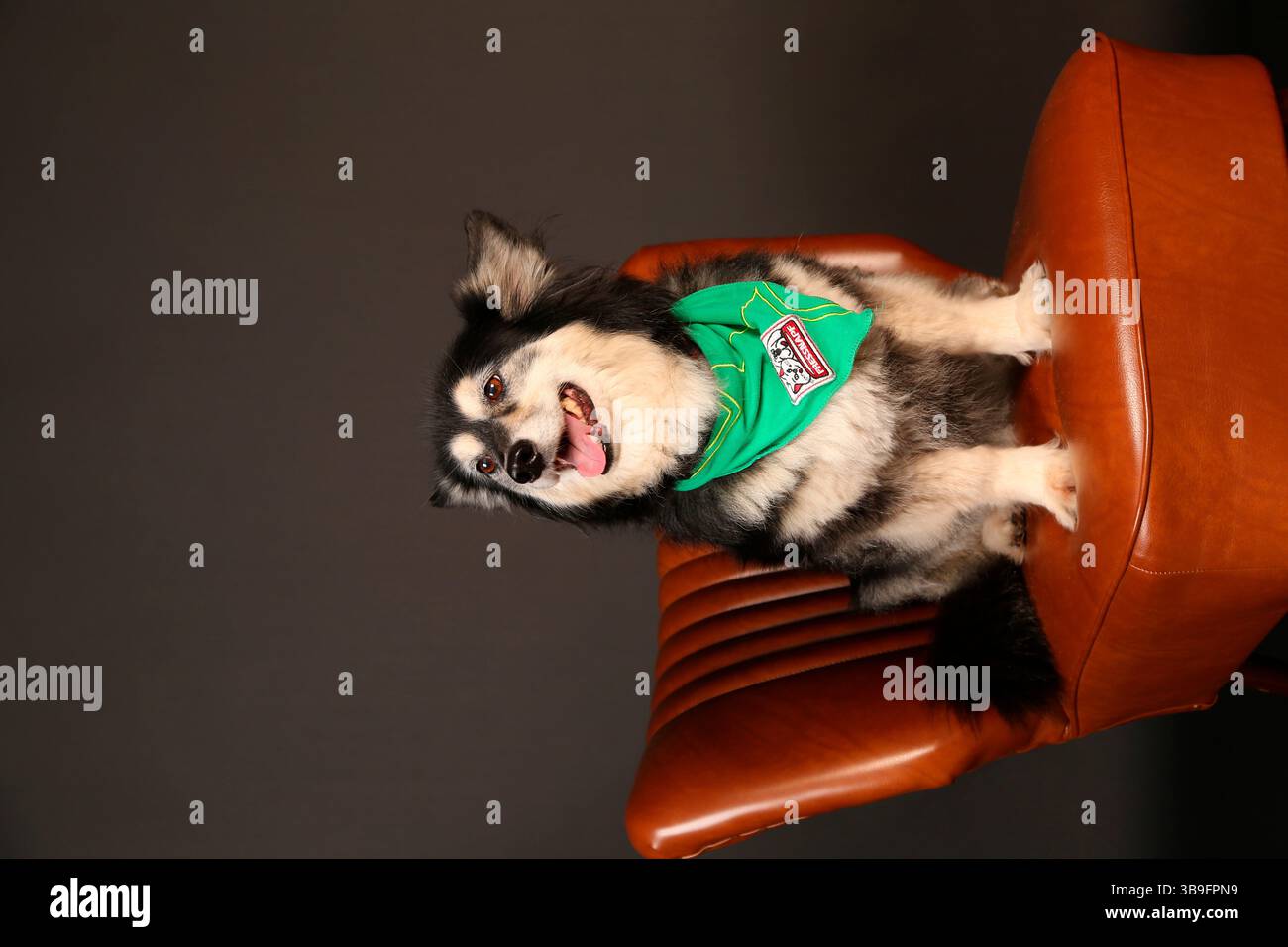 Piccolo cane nero e marrone con sciarpa su una poltrona in pelle marrone su sfondo scuro. Ritratto, guardando di lato Foto Stock