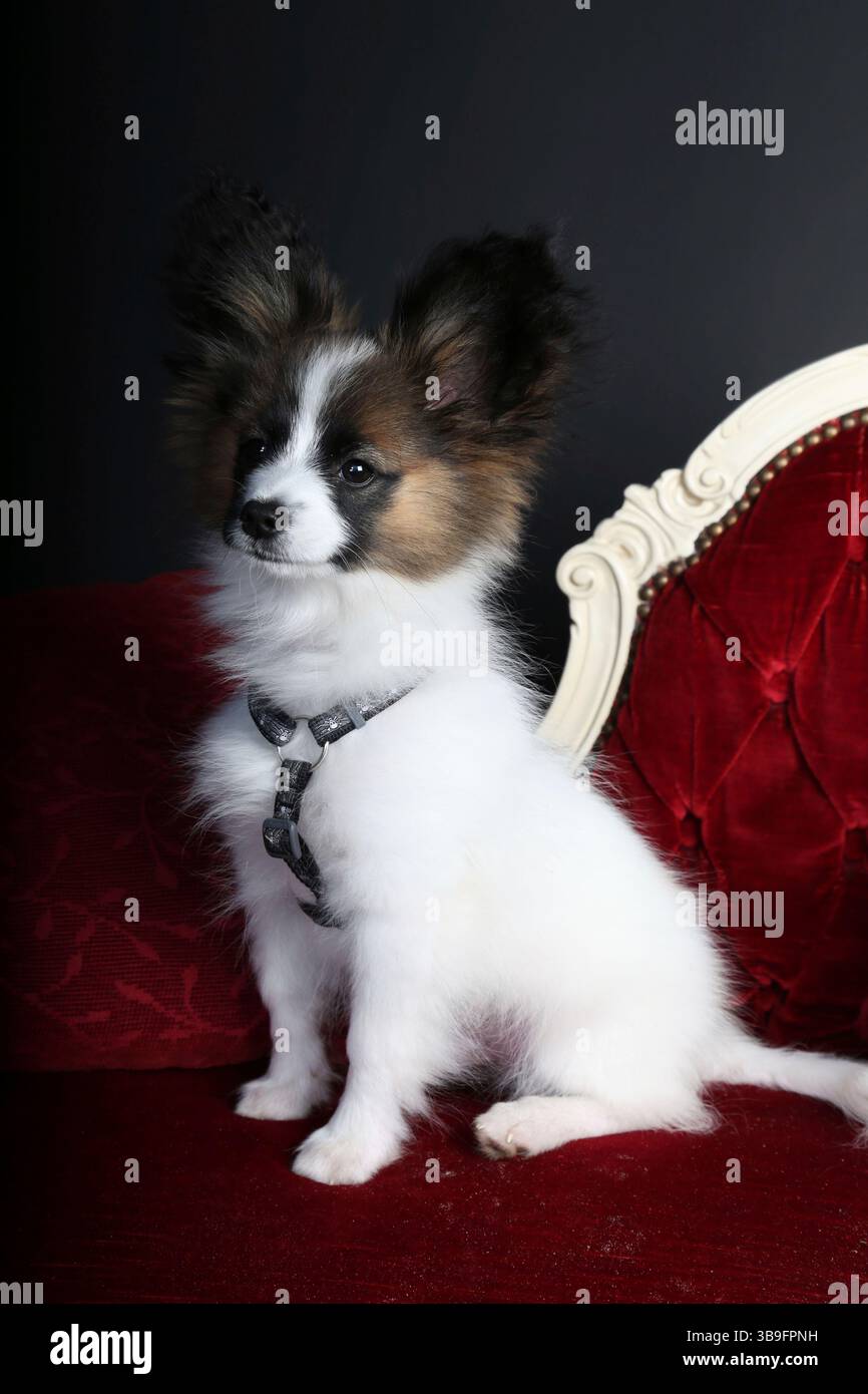 Piccolo cane bianco-marrone con imbracatura per cani su un divano rosso su sfondo nero. Ritratto, guardando di lato. Foto Stock
