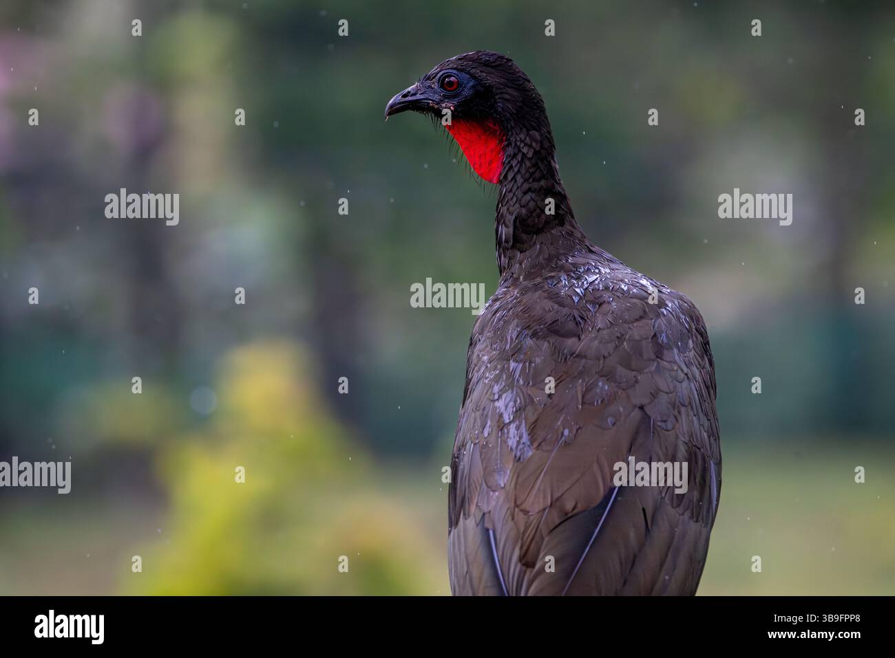 guan crestato Foto Stock