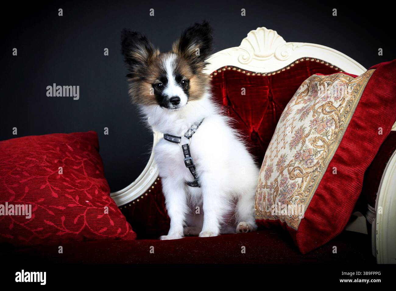 Piccolo cane bianco-marrone con imbracatura per cani su un divano rosso su sfondo nero Foto Stock
