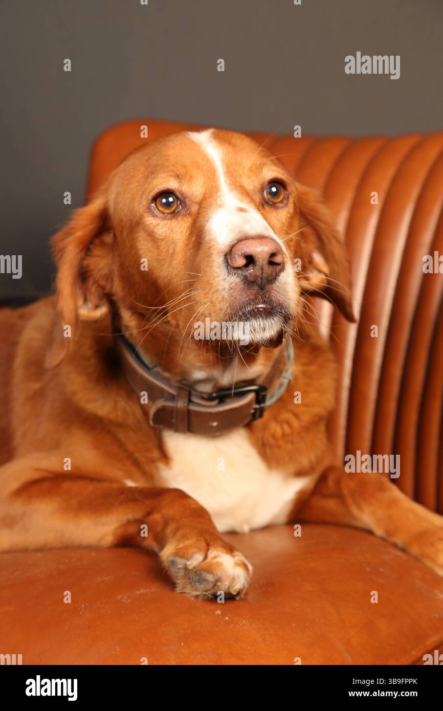 Cane, mongrel, marrone-bianco nello studio su una sedia di pelle marrone Foto Stock