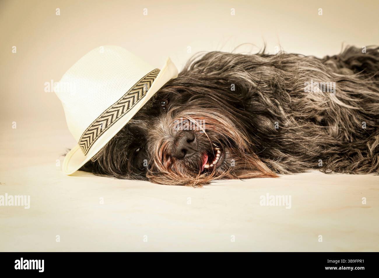 Cane da pastore olandese, ritratto, giacente nello studio di fronte a uno sfondo bianco con un cappello di colore chiaro sulla testa. Foto Stock