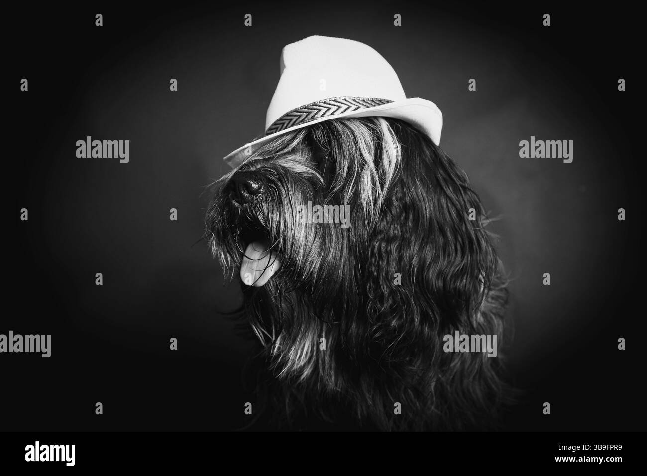 Cane da allevamento olandese, ritratto, bianco e nero, nello studio di fronte a uno sfondo scuro con un cappello di colore chiaro sulla testa. Foto Stock