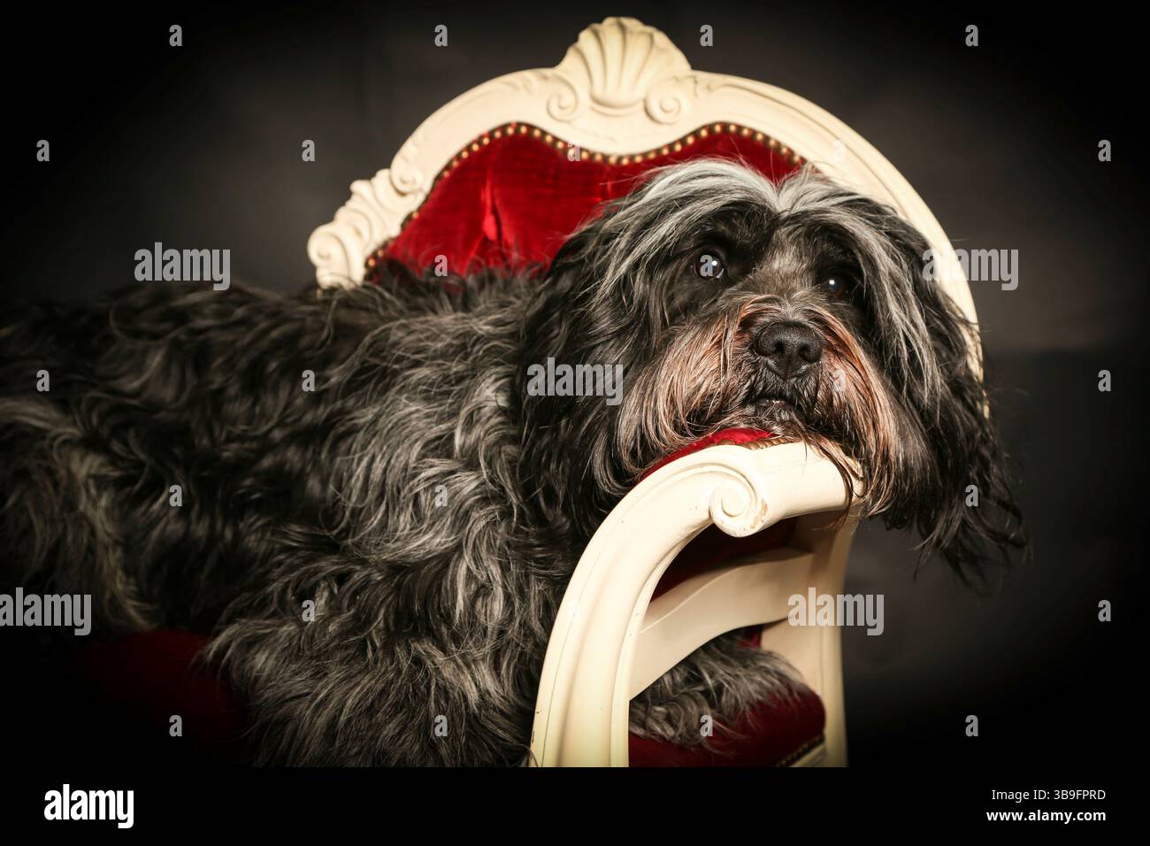 Cane da allevamento olandese, ritratto di fronte a uno sfondo nero nello studio su un divano rosso. Foto Stock