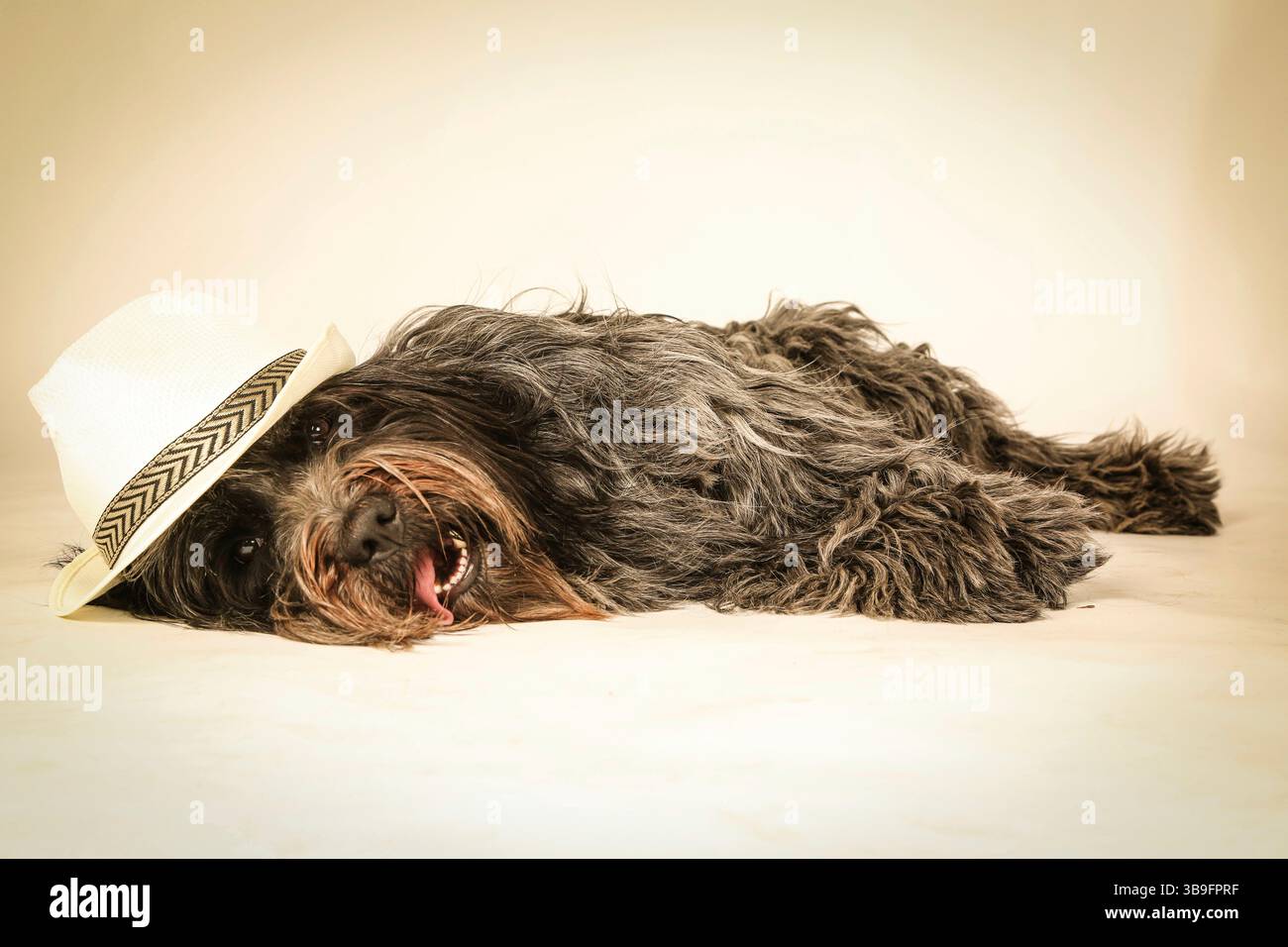 Cane da pastore olandese, ritratto, giacente nello studio di fronte a uno sfondo bianco con un cappello di colore chiaro sulla testa. Foto Stock