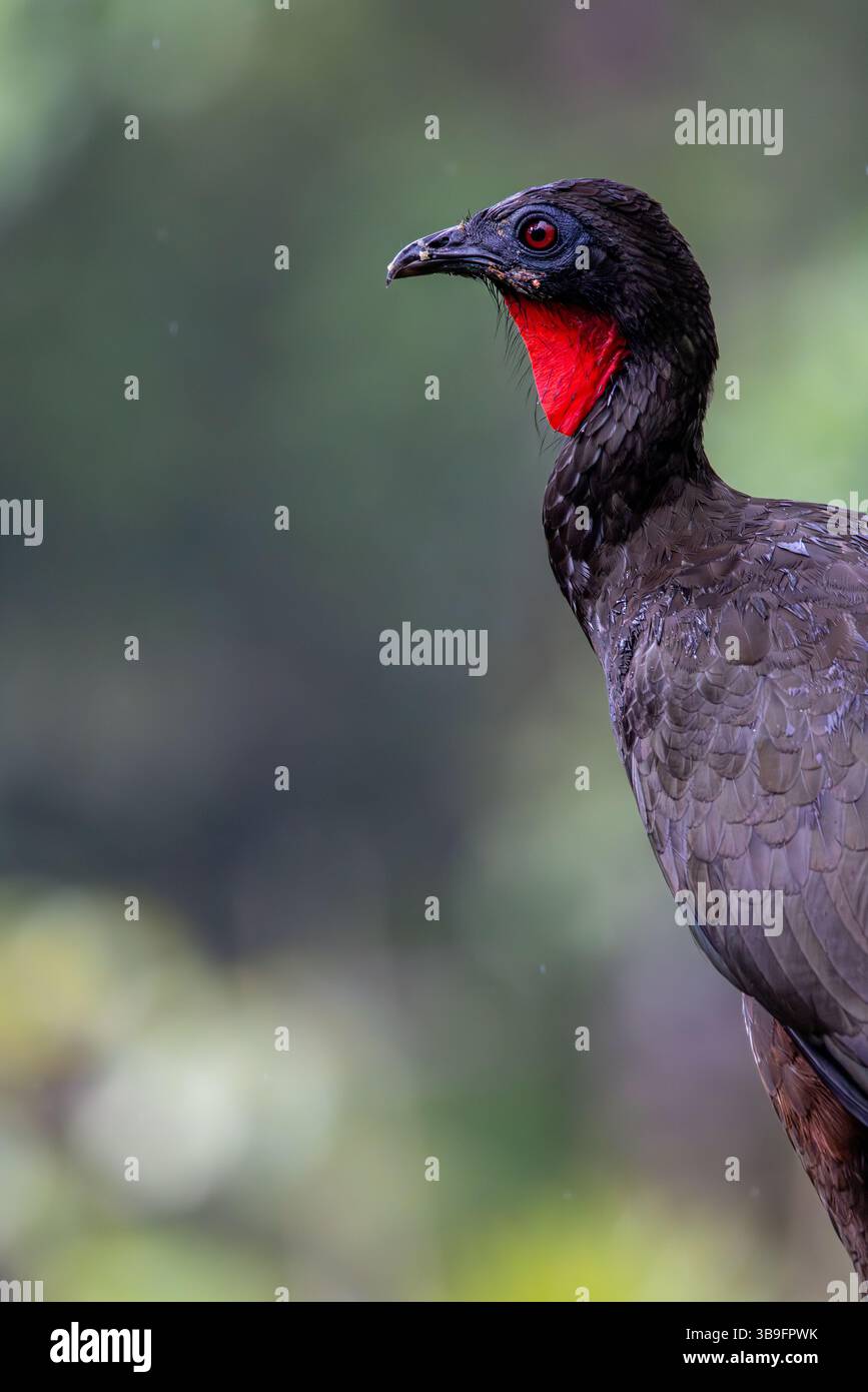 guan crestato Foto Stock