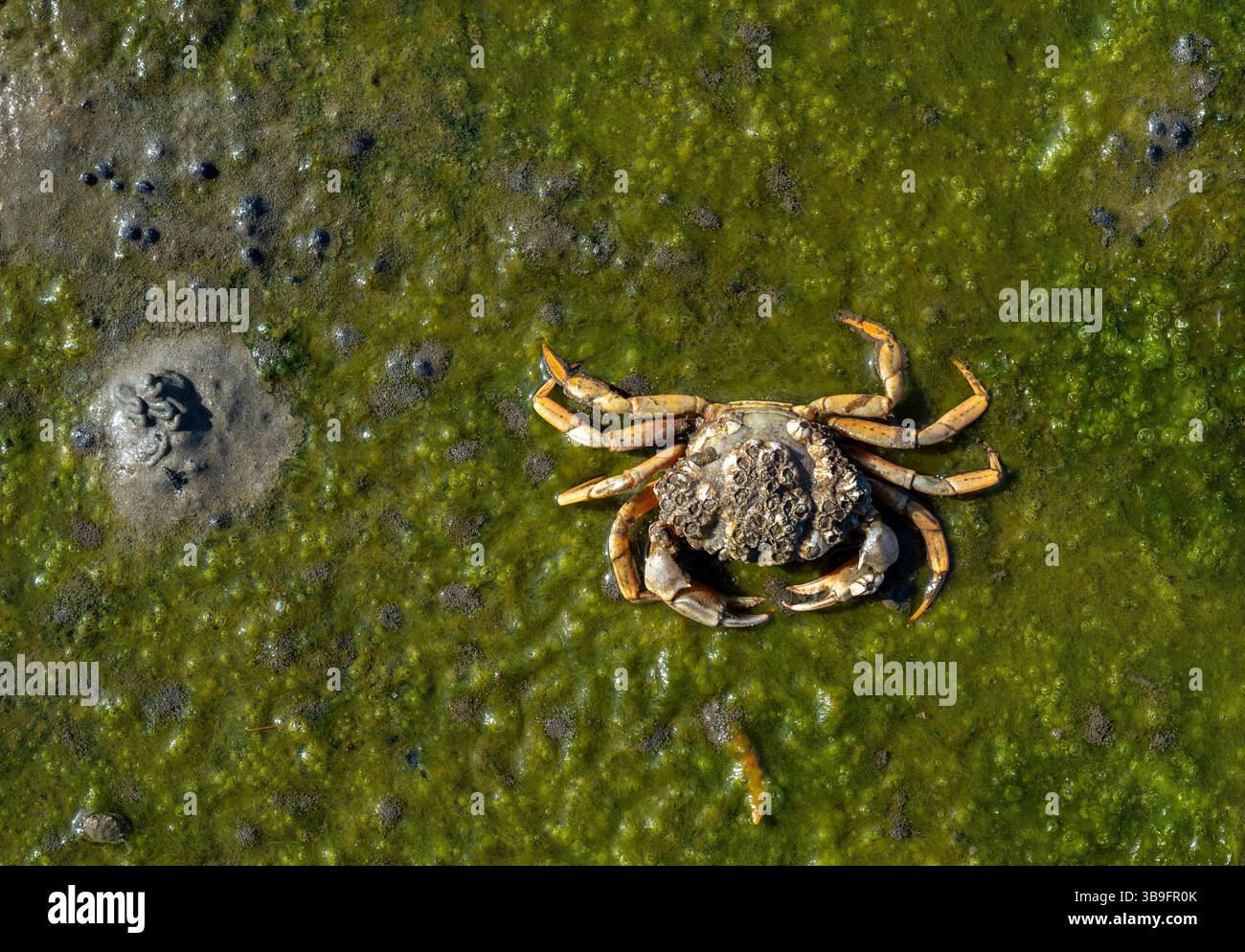 Granchio da spiaggia o granchio verde risp. Carcinus maenas mentre la bassa marea è nel Parco nazionale Wattenmeer, Mare del Nord, Frisia settentrionale, Germania Foto Stock