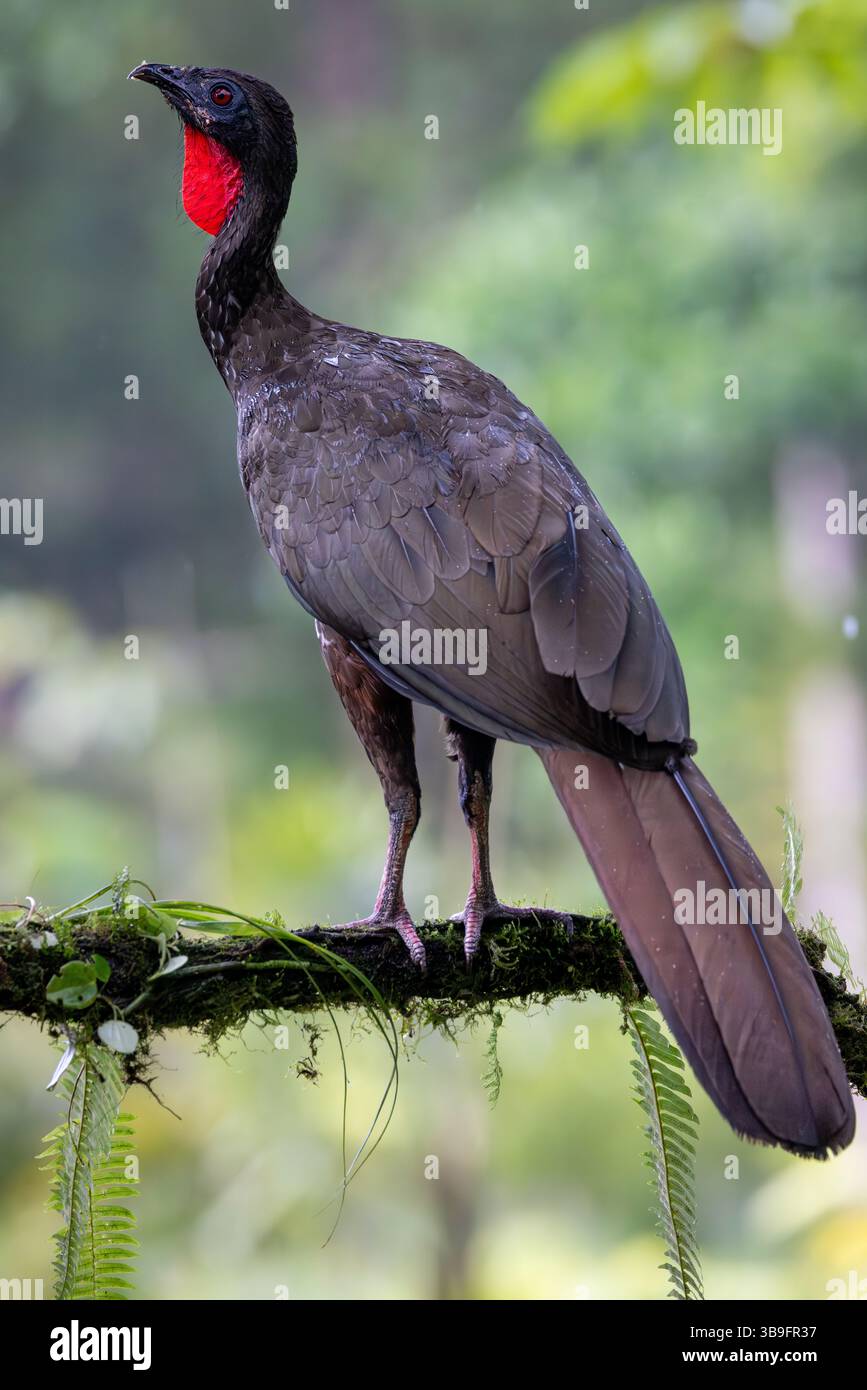 guan crestato Foto Stock