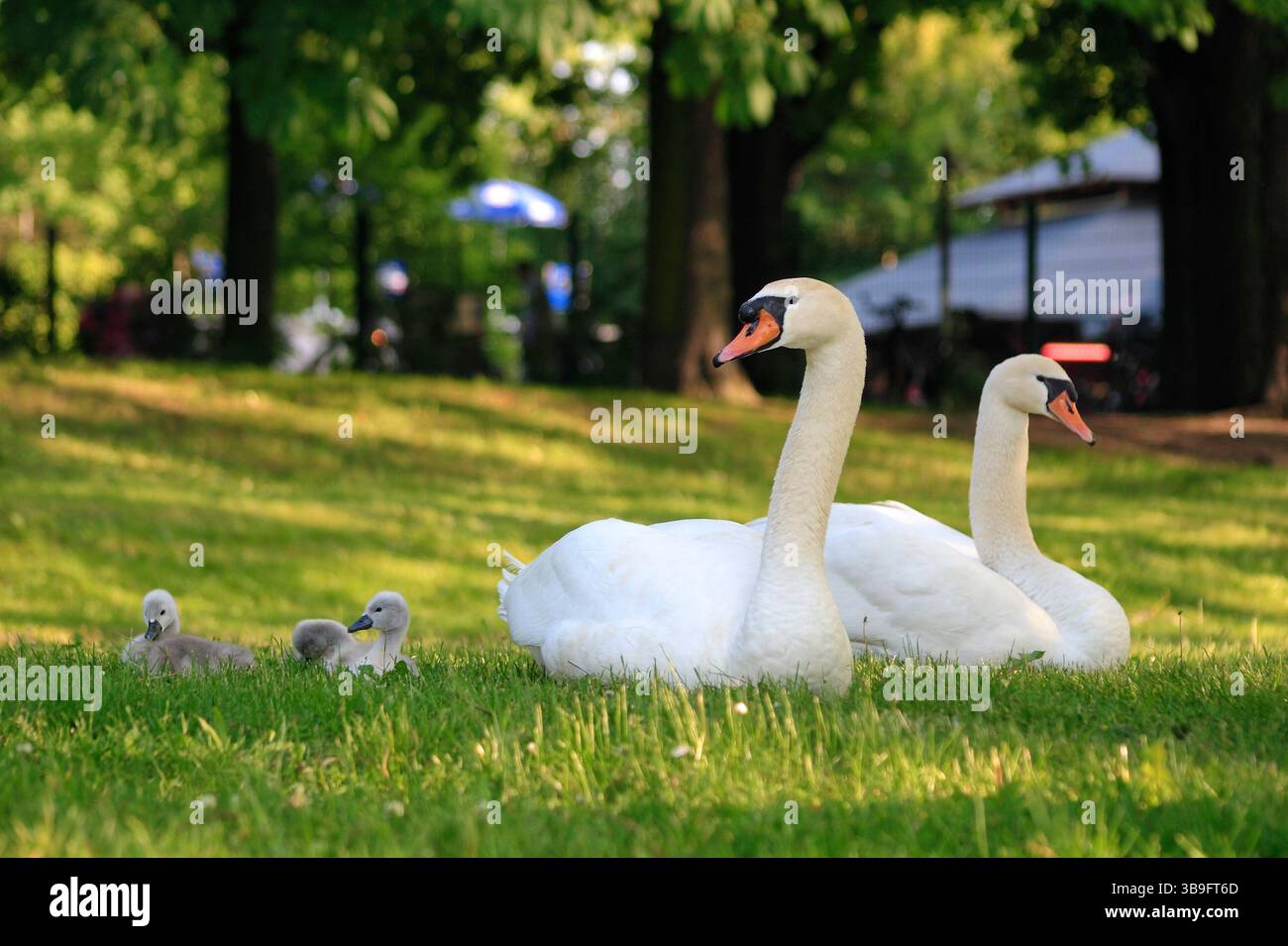 Cigni muti con prole, uccelli adulti con pulcini Foto Stock