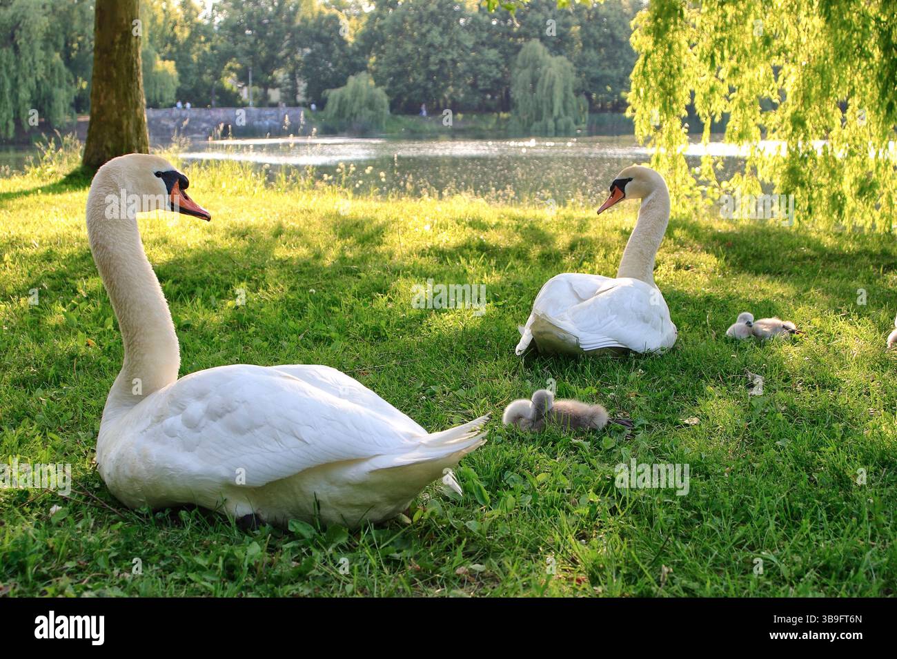 Cigni muti con prole, uccelli adulti con pulcini Foto Stock