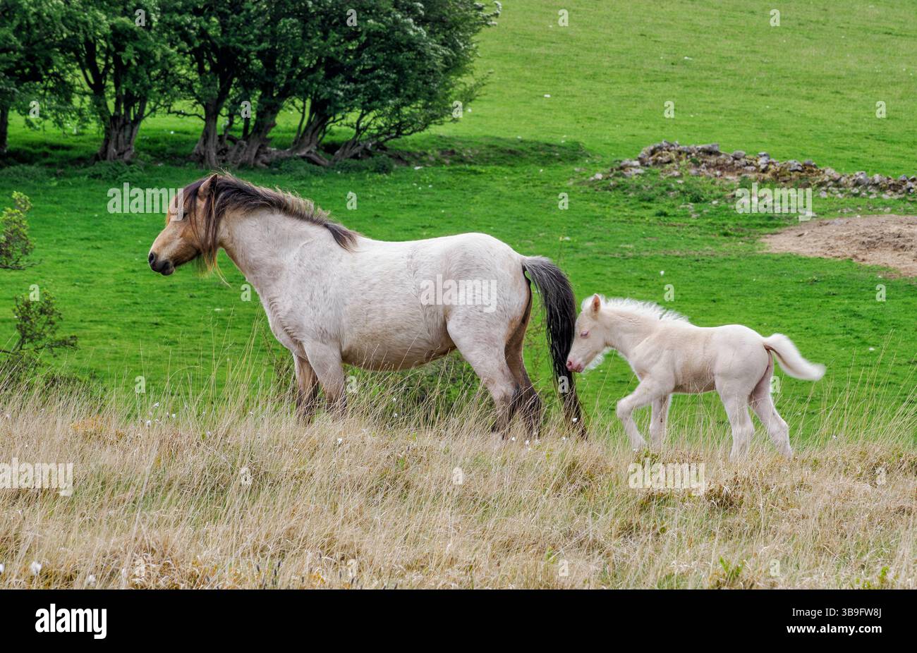 Gallese Mountain Pony mare con il suo giovane puledro bianco a Waun DDU ha innalzato la palude sopra Llangattock nel Brecon Beacons National Park nel Galles del Sud nel Regno Unito Foto Stock