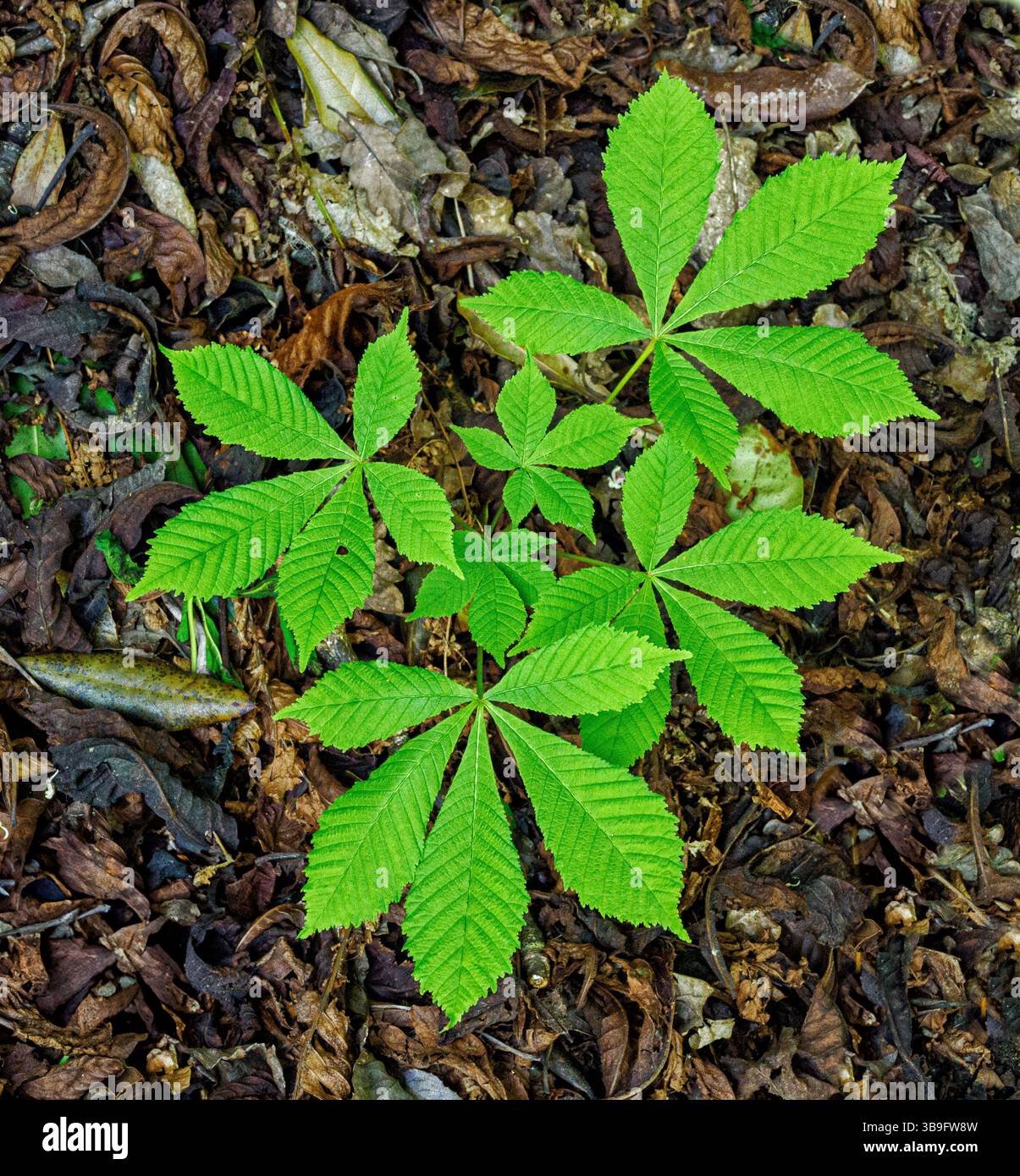Piantine di castagne di cavallo Aesculus hippocastanum che cresce dalla lettiera di foglie di un legno di Somerset Regno Unito Foto Stock