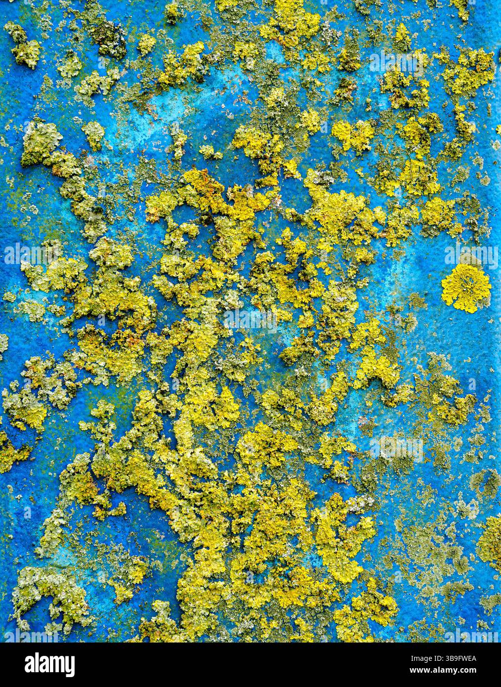 Attraente combinazione di colori di specie di lichene Xanthoria parietina gialle che crescono sulla superficie verticale di un supporto ponte blu - Somerset UK Foto Stock