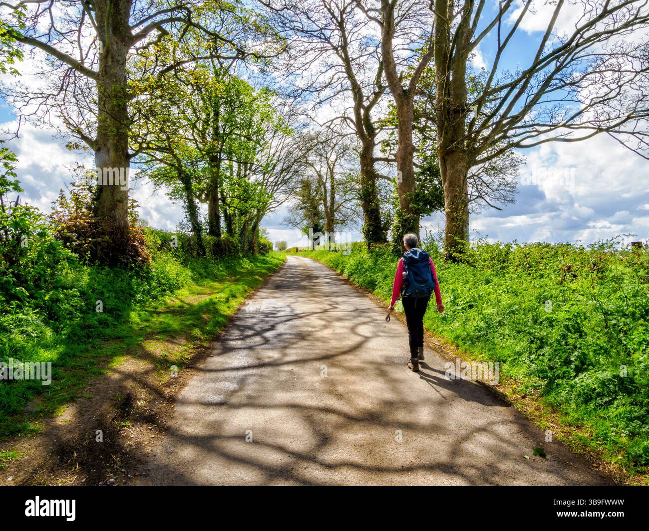Camminando lungo una strada di campagna inglese all'inizio della primavera nelle Cotswolds del Glloucestershire nel Regno Unito Foto Stock
