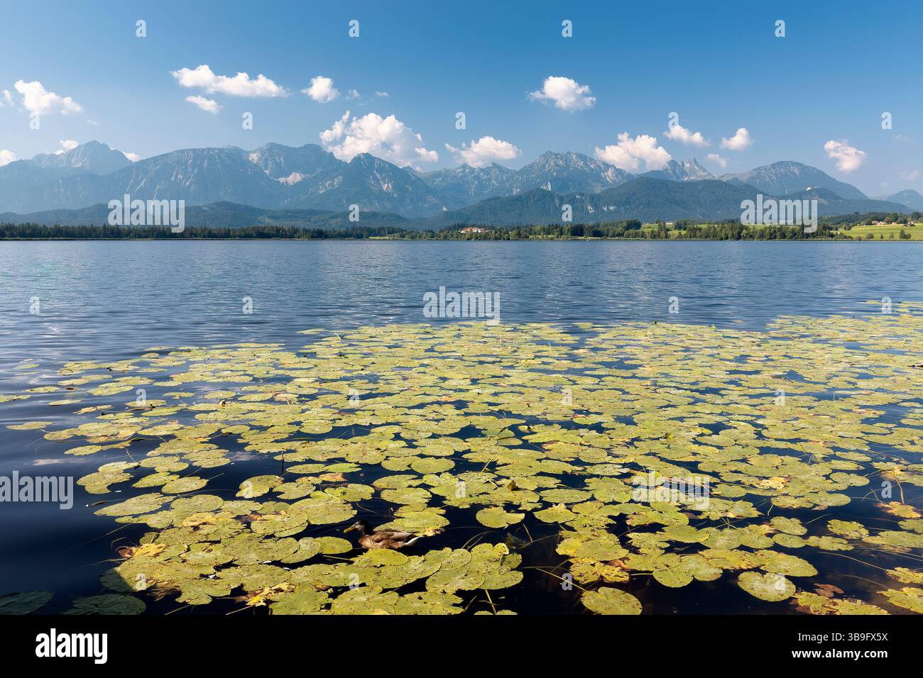 Lago Hopfensee nel Allgäu in estate con vista sulle montagne Foto Stock