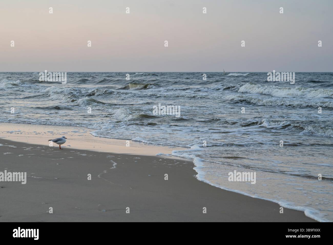Germania, Meclemburgo-Pomerania occidentale, Mar Baltico, Isola di Usedom, Zinnowitz, gabbiano sulla costa del Mar Baltico, luce serale Foto Stock