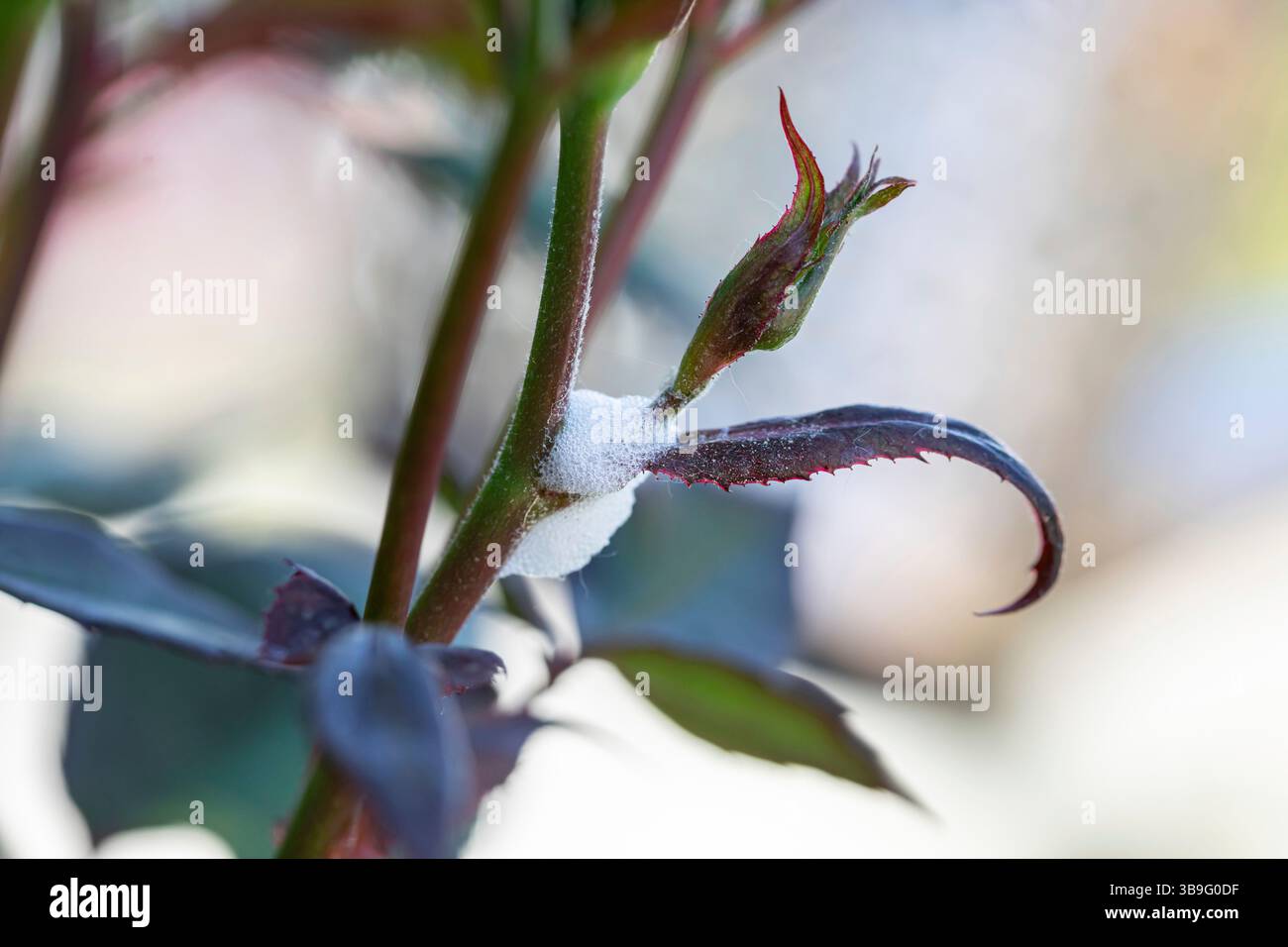 Lo sputo cuculo, prodotto dalla ninfa Philaenus spumarius, avvolge un ramo di rosa, mostrando un meccanismo di difesa naturale contro i predatori e le condizioni di secco Foto Stock