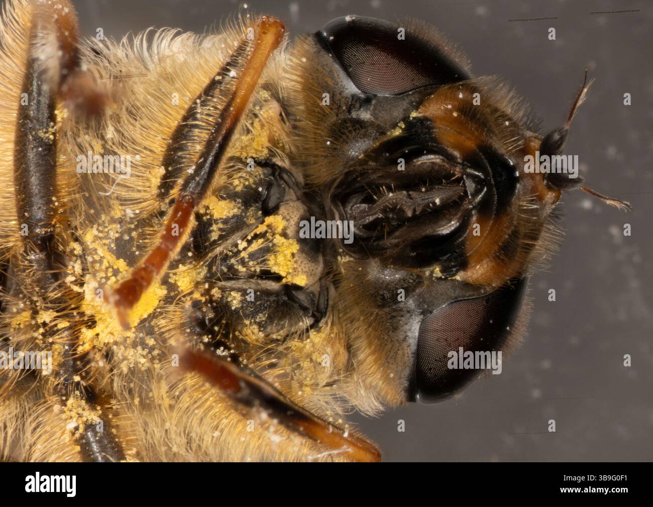 occhi complessi a nido d'ape sotto il microscopio Foto Stock