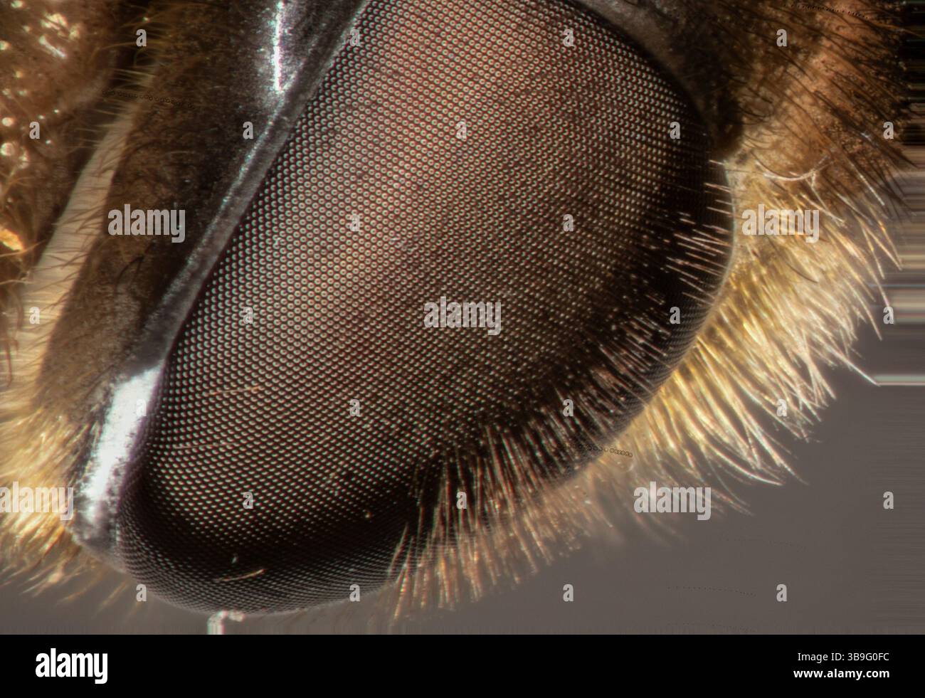 occhi complessi a nido d'ape sotto il microscopio Foto Stock