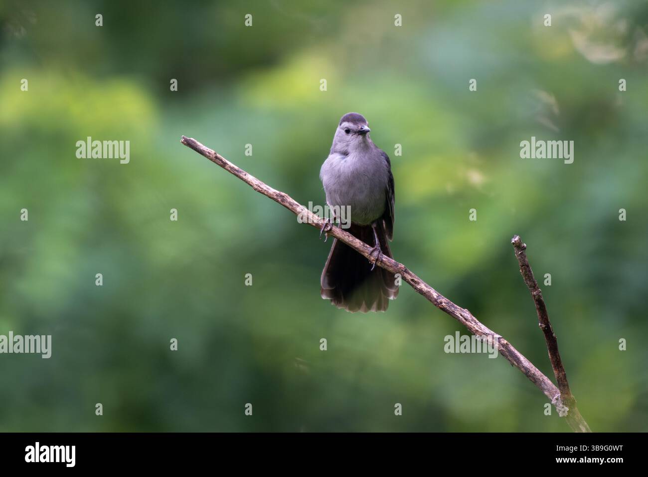 Gray Catbird (Dumetella carolinensis) arroccato su un ramo che guarda alla macchina fotografica di Tyson's Corner Virginia, USA Foto Stock