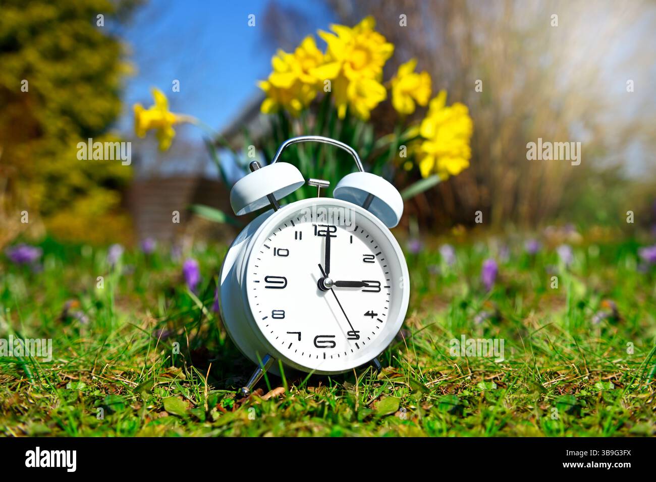 Sveglia bianca davanti ai fiori primaverili, foto simboliche dell'ora legale e cambio orario Foto Stock