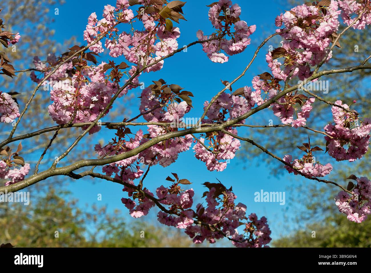 Vista ravvicinata dei rami ricoperti di fiori rosa su un cielo blu brillante, con fogliame visibile sullo sfondo a Harrogate, Yorkshire, Regno Unito. Foto Stock
