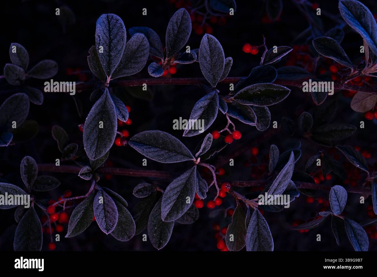 Cattura della macchia di cotoneaster in condizioni di scarsa illuminazione con foglie gelate e prominenti bacche rosse. Lo sfondo scuro migliora il contrasto vivido, a indicare l'autunno" Foto Stock