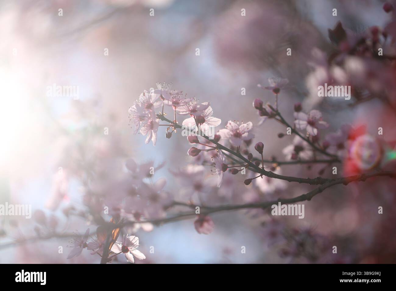 Prugna in fiore (Prunus cerasifera "Nigra") contro la luce Foto Stock