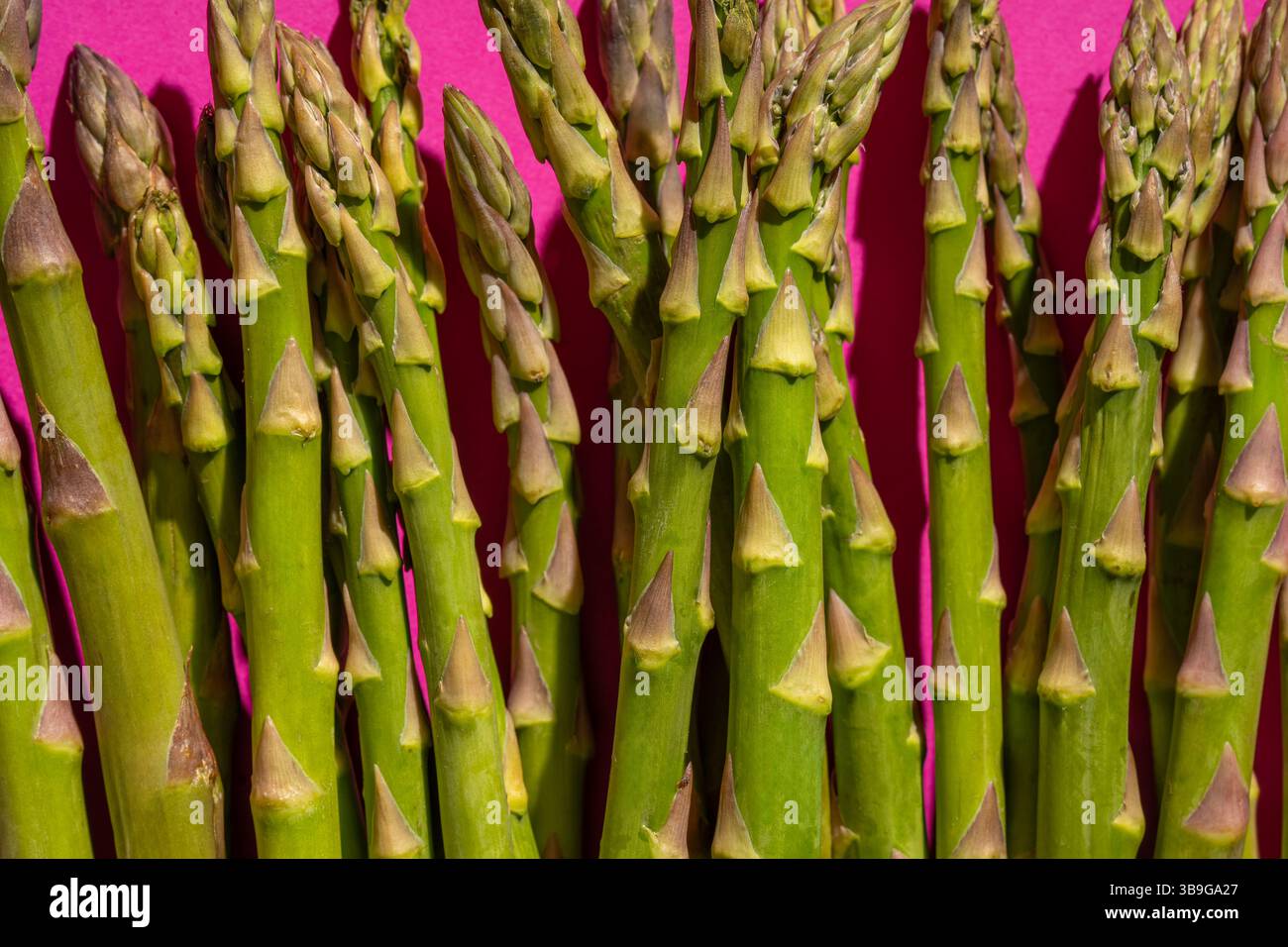Un fascio di lancette di asparagi verdi fresche si staglia su un vivace sfondo rosa, evidenziandone la naturale consistenza e i colori vivaci. Ideale per chi ama Foto Stock