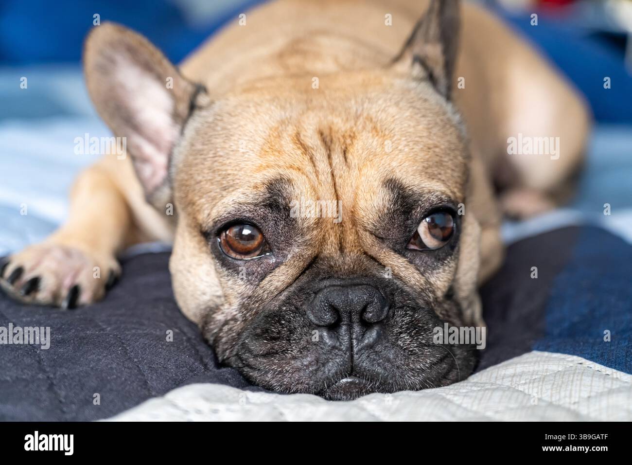Un Bulldog francese giace su un letto trapuntato blu, guardando in avanti. L'immagine mette in evidenza gli occhi espressivi del cane e le caratteristiche distintive, catturando una penna Foto Stock