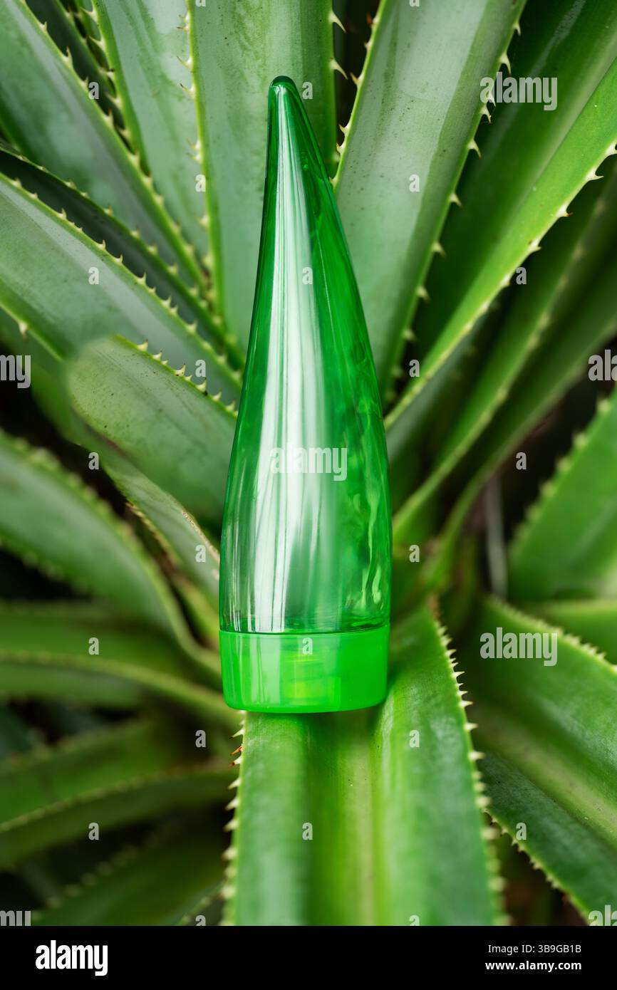Immerso tra le vibranti foglie di aloe vera, un tubo verde di gel di aloe mette in risalto le sue origini naturali, ideale per la cura della pelle, dei capelli e del viso. Foto Stock