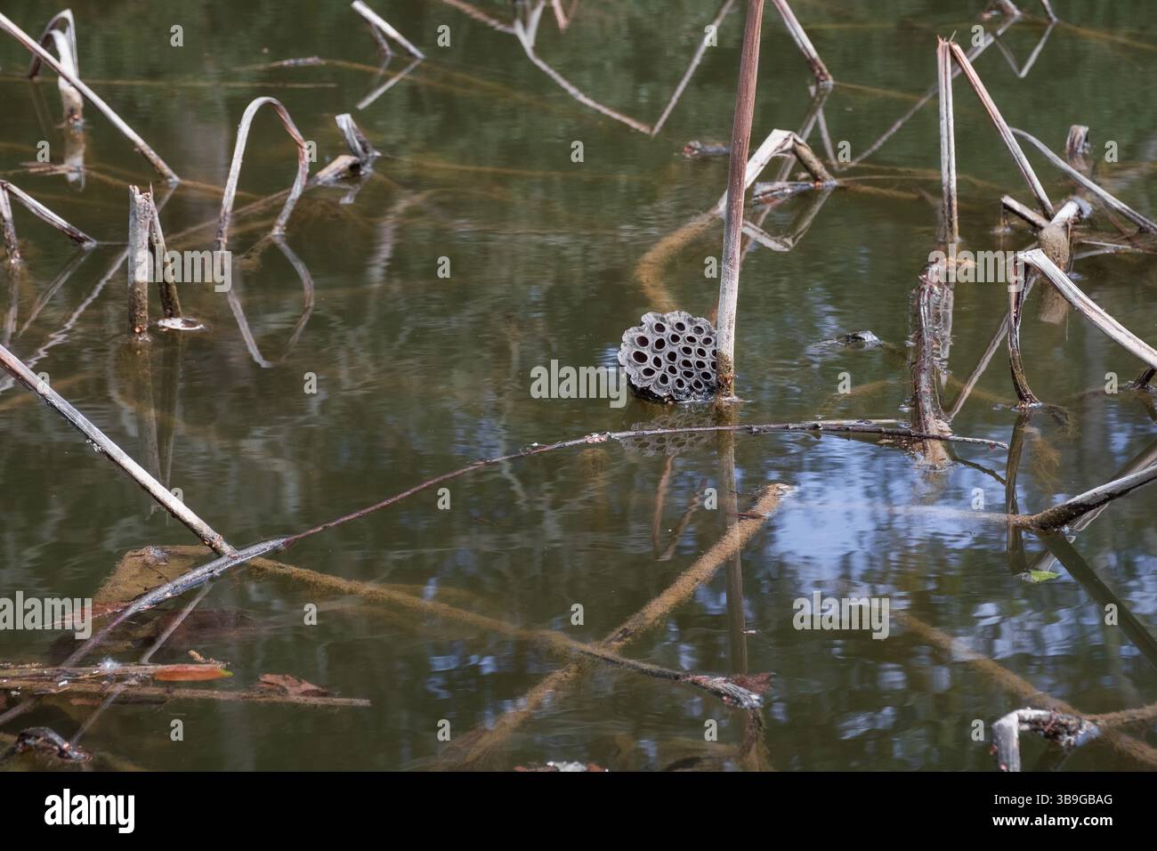 Pistola di fiori di loto asciutta in uno stagno Foto Stock