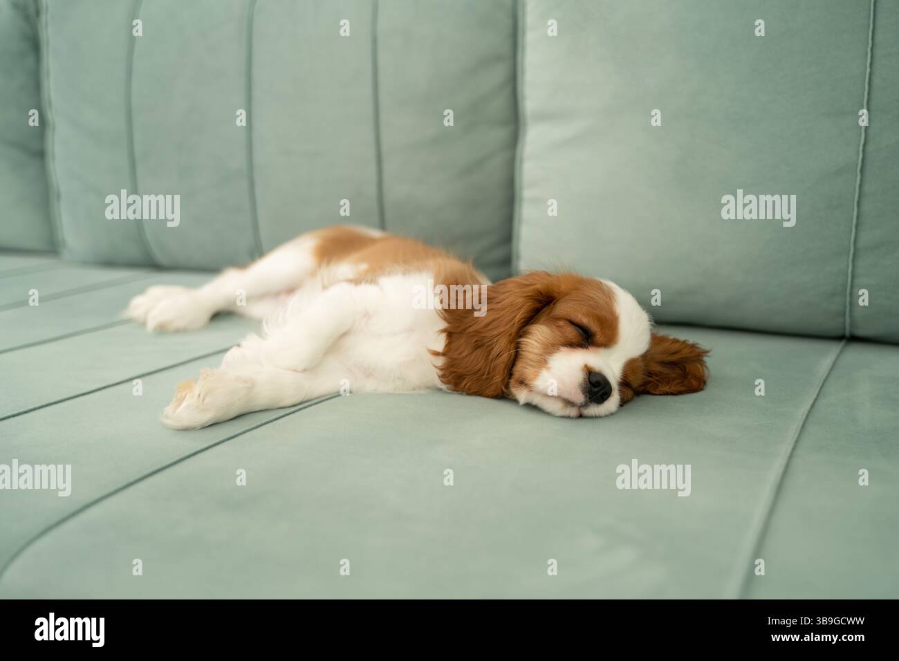 Un piccolo cucciolo dorme tranquillamente su un morbido divano verde a casa. L'ambiente accogliente riflette calore, comfort e tranquillità, rendendolo un complemento perfetto Foto Stock
