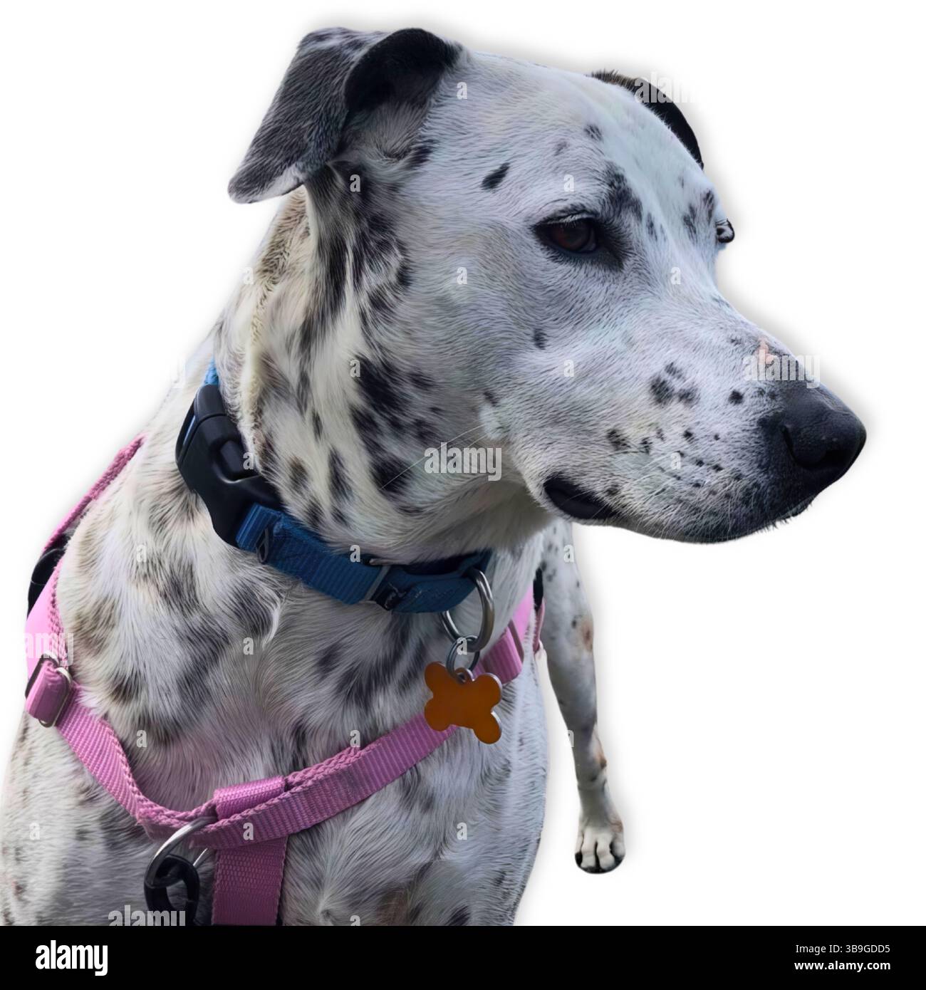 Un mix dalmata maculato con un'espressione rilassata e un'imbracatura rosa si erge su uno sfondo bianco pulito, mostrando segni e geng unici del cane Foto Stock