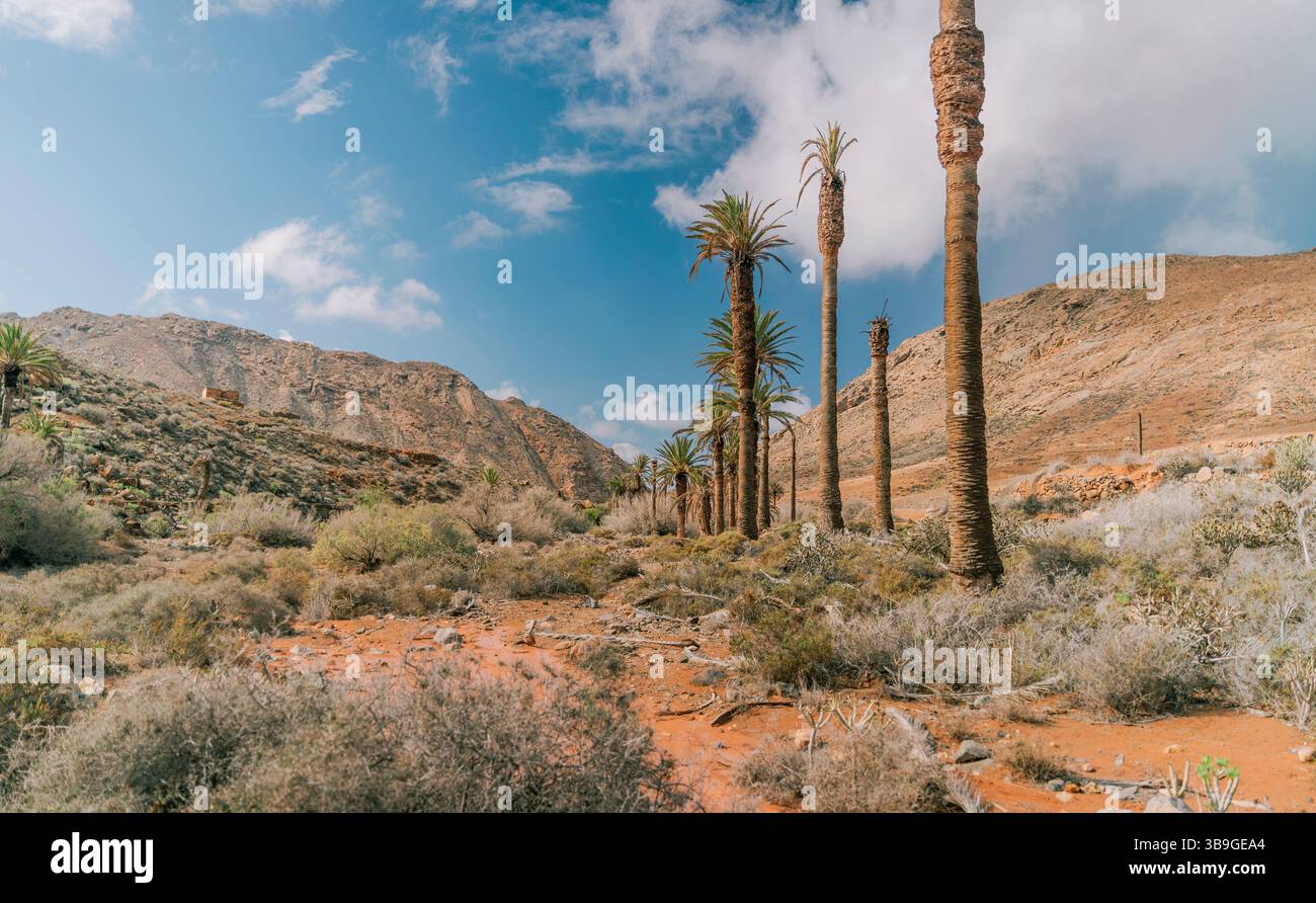 Scopri questo paesaggio desertico caratterizzato da una fila di alte palme sotto un cielo blu brillante a Fuerteventura, Isole Canarie. Il terreno arido è un accento Foto Stock