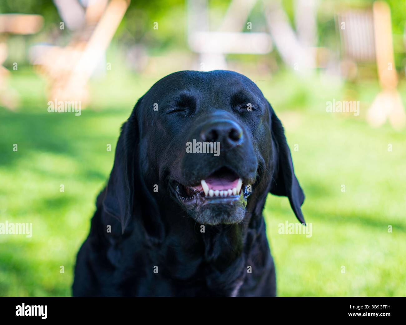 Felice labrador nero retriever sorridente a occhi chiusi in una giornata di sole in giardino. Foto Stock