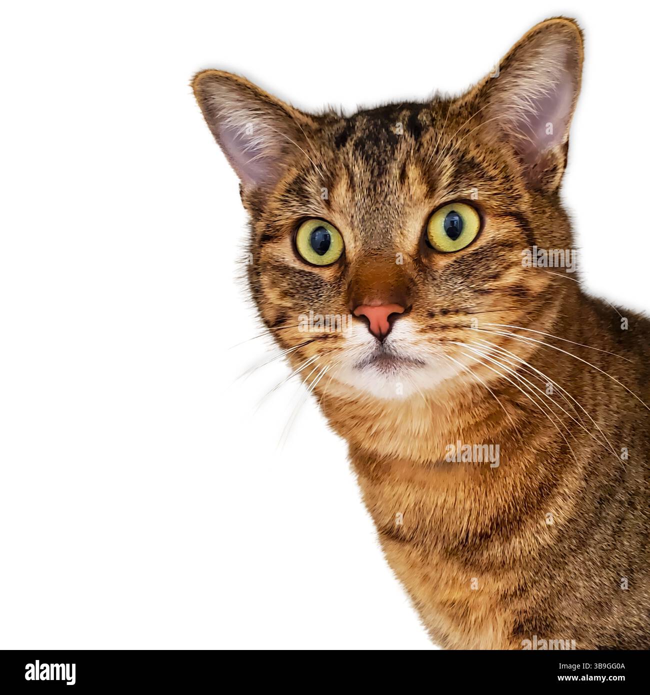 Primo piano di un gatto tabby dagli occhi larghi con occhi verdi dorati, orecchie perlate e un'espressione curiosa, catturata su uno sfondo semplice per l'adozione o p Foto Stock